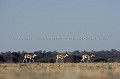 Springboks walking in a line in the Kalahari Desert.