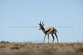 Springboks in the Heat of the Kalahari Desert.