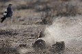 Ratel en train de fouiller le sol du Kalahari
