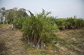 Kinabatangan River, Plantation de palmiers à huile