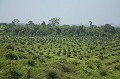 Plantation de palmiers à huile à Bornéo.