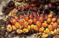 Fruits récoltés pour la fabrication de l'huile de palme à Bornéo.