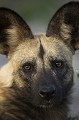 Lycaons - African Wild Dogs