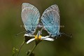 Couple de papillons Argus bleu en train de s'accoupler