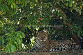 Jaguar, Pregnant Female.