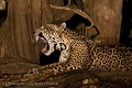 Jaguar at night