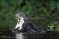 Amazonian Giant Otter