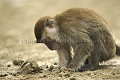 Macaque à longue queue ou crabier.