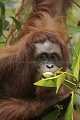 Orang Outan femelle et son jeune

