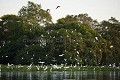 Herons & Egrets