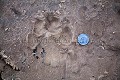Footprint of Jaguar
