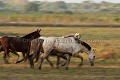Horses in the Pantanal.