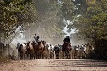 Pantaneiros, Brazilian Cowboys, leading livestock herd