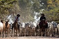 Pantaneiros, Brazilian Cowboys, leading livestock herd