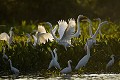 Herons  Egrets