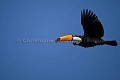 Toco Toucan flying.