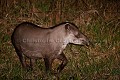 South American Tapir at Night in the Pantanal.