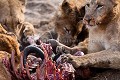 Lions en train de manger un gnou.