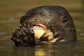 Loutre gante d'Amazonie. Giant Otter eating fish.