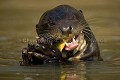 Loutre gante d'Amazonie. Giant Otter.