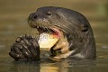 Loutre gante d'Amazonie. / Giant Otter.