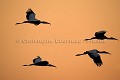 Tantales d'Amrique / American Wood Storks