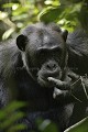 Chimpanze of the Kibale Forest.