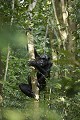 Chimpanze Foret de kibale. Chimpanze of the Kibale Forest.
