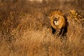 Black-Maned Kalahari Lion