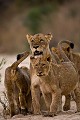 Lion Pride with Cubs - Troupe de lions avec ses jeunes