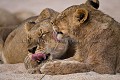 Lion Pride with Cubs