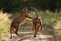 Lion Cubs playing