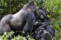 Gorilles de plaine de l'Est