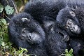 Jeunes Gorilles de montagne