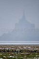 Bernaches cravants l'hiver en Baie du Mont Saint Michel