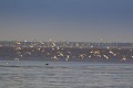 Barges à Queue Rousse -- Bar Tailed Godwits