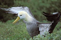 Albatros des Galapagos : s'broue aprs une petite pluie...