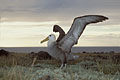 Waved Albatross / Espaola Island