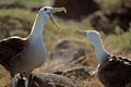 Albatros des Galapagos. Prlude  l'accouplement