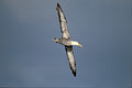 Waved Albatross, soaring