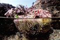 Anémone de mer dans une cuvette à marée basse