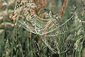 Toile d'araignée épeire dans les herbes