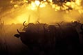 Herd of African Buffaloes in dust at sunset