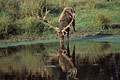 Cerf élaphe en train de boire à un étang forestier
