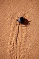Sand Beetle