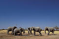 Eléphants à un point d'eau artificiel. Savuti / Botswana