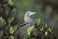 Red-footed Booby. Nesting in .... Red mangrove !