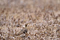 Namaqua Sandgrouse. Perfect camouflage on the ground.
