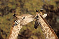 Girafes : bisou, confidence ou pouillage ?!?