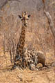 Girafe, couche  l'ombre